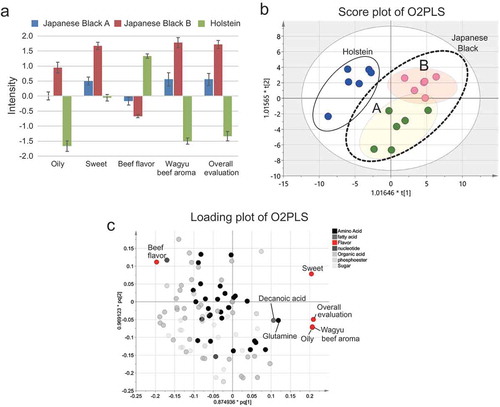 Figure 6. Relationships between metabolites and sensory evaluation.(a) The graph demonstrates the values of flavor intensity in each cattle. For the sensory evaluation, the same sample of the Japanese Black type A, type B and Holstein cattle in Figure 5 were used. (mean ± standard error, each type of cattle, n = 6). (b) O2PLS score plot visualizes the relationship between Japanese Black type A, type B and Holstein cattle using data of metabolites for X variable and result of the sensory evaluation for Y variable (each type of cattle, n = 6; Scaling, UV). The O2PLS model was used for analysis with fitting parameters (Components, [1 + 2]; R2 [cum] = 0.825; Q2 [cum] = 0.967). (c) The loading plot demonstrates the relationship between metabolite and items of sensory evaluation.