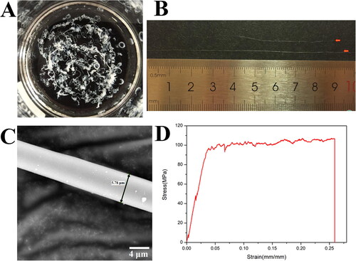 Figure 5. Preparation and mechanical properties of the wet-spun fibers of R2C. (A) Continuous silk-like fibers formed in coagulation solution of 90% methanol. (B) Silk-like fibers more than 10 cm in length. (C) SEM micrography of the wet-spun fiber of R2C using the full backscattered electron detector. The scale bar is 4 μm. (D) Stress-strain curve of the wet-spun fibers of R2C.