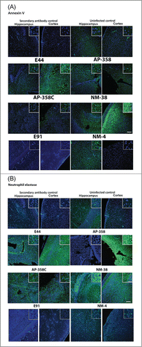 Figure 6. Patterns of neuronal apoptosis and neutrophil infiltration in the brains of infected newborn mice were distinct for each APEC (AP) or NMEC (NM) strain. Sections adjacent to the ones used for H&E staining, were subjected to immunofluorescence staining with Annexin V (for apoptosis) (A) and neutrophil elastase (for neutrophil infiltration) (B) in the cortex and hippocampus regions. Insets show magnified areas in the sections. Scale bar = 100 µm.