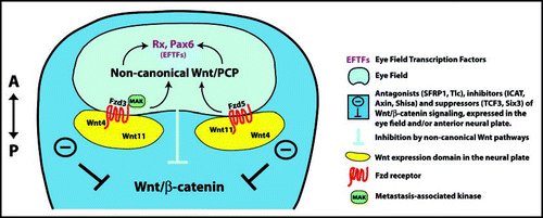 Figure 1 Specification of the eye field in the anterior neural plate. Wnt antagonists are expressed in the neural plate and permit development of the forebrain including the eye field by suppressing Wnt/β-catenin signaling. Very close to the caudal border of the eye field, Wnt11 and Wn4 are expressed and act through Fzd5 and Fz3 (incl. MAK) to activate non-canonical Wnt pathways in the eye field. This mechanism permits morphogenetic movements of retinal precursors into the eye field and promotes expression of eye-field-specific transcription factors, e.g., Pax6 and Rx. For further explanation, see text.