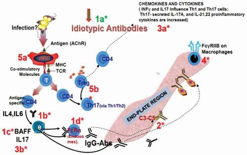 Figure 1. Main factors involved in the immunopathogenesis of myasthenia gravis that are relevant to the actions of intravenous immunoglobulin. Reproduced with permission from [Citation2]. IVIg has effects on antibodies (1a,b,c,d), complement (2), cytokines (3a,b), FcγRIIB (4), and T-cell and APC functions (5a,b). It affects antibodies by providing idiotypic antibodies, facilitating neutralization of pathogenic autoantibodies (1a), by affecting related cytokines (1b), by suppressing B-cell trophic factors, such as B-cell activating factor (BAFF) (1c), and by accelerating the catabolism of pathogenic immunoglobulin G (IgG) by saturating the FcRn transport receptors (1d). IVIg also: inhibits complement binding (2) and prevents membranolytic attack complex (MAC) formation; suppresses pathogenic cytokines (3a,b); upregulates FcγRIIb inhibitory receptors (4), intercepting antibody-dependent cell-mediated cytotoxicity; has effects on antigen presenting cells, T-cell modulatory functions and antigen recognition (5a,b); and affects immunoregulatory genes. AChR, acetylcholine receptor; APC, antigen-presenting cell; BAFF, B-cell activating factor; IL, interleukin; MHC, major histocompatibility complex; TCR, T-cell receptor; Treg, regulatory T cell.