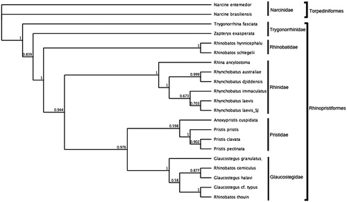 Figure 1. Bayesian estimate of phylogenetic position of Rhynchobatus laevis within the order Rhinopristiformes based on the NADH2 mitochondrial region. Members of the order Torpediniformes served as the outgroup. Families are indicated by vertical lines and orders by square brackets. Numbers at nodes are posterior probabilities. GenBank Accession Numbers: Narcine entemedor (KM386678.1); Narcine brasiliensis (KT119410.1); Glaucostegus granulatus (MN783017); Glaucostegus halavi _NADH2 (KM396922.1); Rhinobatos thouin_NADH2 (JN184264.1); Rhinobatos cemiculus_NADH2 (JQ518912.1); Glaucostegus cf. typus_NADH2 (JQ518907.1); Anoxypristis cuspidata (KP233202.1); Pristis pristis (MH005928.1); Pristis clavata (KF381507.1); Pristis pectinata (MF682494.1); Rhina ancylostoma (KU721837.1); Rhynchobatus australiae (KU746824.1); Rhynchobatus laevis (MN988687); Rhynchobatus djiddensis (JN184077.1); Rhynchobatus laevis_NADH2 (JQ519024.1); Rhinobatos schlegelii (KJ140136.1); Rhinobatos hynnicephalus (KF534708.1); Zapteryx exasperate (KM370325.1) and Trygonorrhina fasciata (JN184081.1).