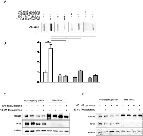 Figure 9. TFEB mediated pro-degradative effects of melibiose and lactulose on ARpolyQ clearance. (a) FRA analysis performe on NSC34 cells transfected with AR.Q46, untreated or treated with 100 mM trehalose, melibiose or lactulose in the absence or in presence of 10 nM testosterone for 48 h. (b) The bar graph represents the mean relative optical density of FRA ± SD for n = 3 independent samples (*** p < 0.001, two-way ANOVA with Bonferroni’s test). (c-d) WB analysis performed on NSC34 cells transfected with Tfeb siRNA or non-targeting siRNA, and with AR.Q46, in absence or in presence of 10 nM testosterone for 48 h treated with 100 mM melibiose or lactulose, respectively.