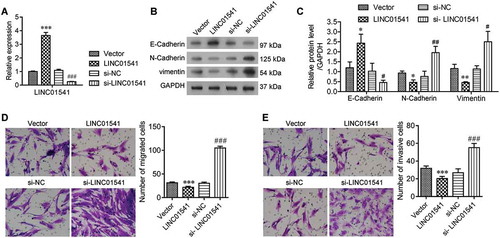 Figure 2. Silencing of LINC01541 promoted the migration and invasion of ESCs. ESCs were transfected with siRNA targeted toward LINC01541 or a recombinant LINC01541 overexpression vector, respectively. (A) LINC01541 expression levels were detected by RT-qPCR. (B, C) The levels of E-Cadherin, N-Cadherin, and vimentin proteins were detected by western blotting. Cell migration (D) and cell invasion (E) were promoted by silencing of LINC01541 and inhibited by LINC01541 overexpression (Magnification, ×200). *p < 0.05, **p < 0.01, ***p < 0.001, vs. vector group; #p < 0.05, ##p < 0.01, ###p < 0.001, vs. si-NC group.