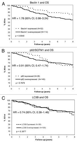 Figure 3. Prognostic impact of autophagy markers in stage II and III colon carcinomas. Overall survival plot compares high vs low level expression of Beclin 1 (A), p62/SQSTM 1 (B) and LC3 (C) in tumor specimens.
