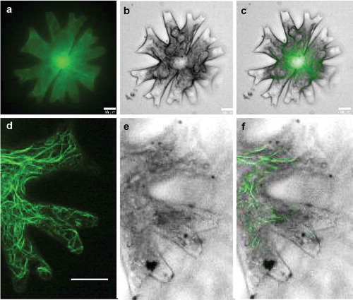 Fig 4. Intracellular distribution of actin filaments in a vegetative cell of Micrasterias radians var. evoluta, visualized with Lifeact-cGFP. GFP fluorescence, cell in bright field and merged images of the F-actin in entire cell (a–c) and lobes (d–e) were taken with a confocal laser scanning microscope (CLSM) equipped with a VisiScope live cell imaging system. Scale bar: 10 µm