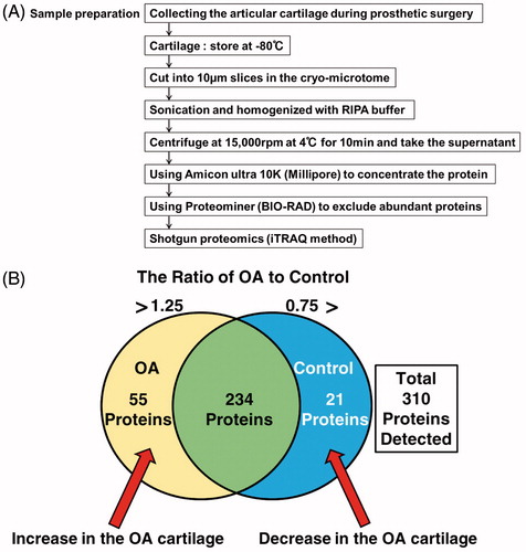 Figure 1. Result of shotgun proteomics based on iTRAQ method. (A) Experimental scheme. (B) Venn diagram showing the ratio of proteins that were included in OA and control cartilages based on the results of iTRAQ method. The diagram defines increased proteins for which OA/control ratio was more than 1.25 and decreased proteins for which the OA/control ratio was less than 0.75.