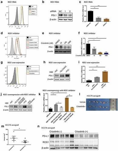 Figure 2. ROS1 fusion drives PD-L1 expression in vitro and in vivo.