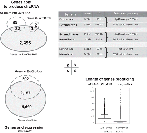 Figure 4. Illustrations of some features of genes able to produce circRNAs in pubertal testis. (a) Overlap of genes able to produce different types of circRNAs. (b) Comparison of the length of exons/introns from multi-exon circRNAs (c) Overlap of genes able to produce linear and/or circular transcripts in testis of animal-31. (d) Comparison of the lengths of genes able to produce linear and circular transcripts with genes that only produce linear transcripts.