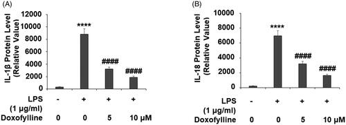 Figure 6. Doxofylline reduces lipopolysaccharides (LPS)-induced secretion of IL-1β and IL-18 in human 16HBE cells. Cells were treated with 1 μg/ml LPS in the presence or absence of doxofylline (5 and 10 μM) for 48 h. (A) Secretion of IL-1β; (B) secretion of IL-18 (****p < .0001 vs. vehicle control; ####p < .0001 vs. LPS treatment group).