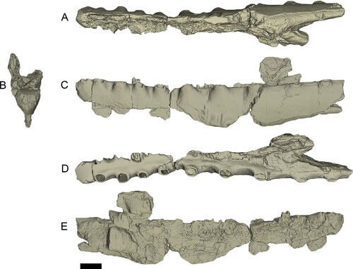 FIGURE 3. Ferrodraco lentoni holotype mandible AODF 876. Three-dimensional surface renders of the mandible in A, ventral; B, anterior; C, left lateral; D, dorsal; and E, right lateral views. All 3D renders by M.A.W. Scale bar equals 20 mm.