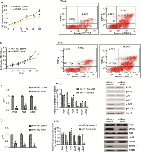 Figure 7 The biological role of miR143 in K562 and KCL22.Notes: (A) K562 cells were transfected with miR-143 mimic and miR-143 control. MTT assay was performed, and overexpression of miR-143 inhibited cell proliferation (✩★ P<0.05). Overexpression of miR-143 promoted apoptosis in KCL22 cells (P<0.05). (B) KCL22 cells were transfected with miR-143 mimic and miR-143 control. MTT assay was performed; overexpression of miR-143 inhibited cell proliferation (✩ P<0.05). In K562 cells, overexpression of miR-143 promoted apoptosis (P<0.05). (C) In KCL22 cells, PI3K, AKT, and mTOR mRNA levels were decreased in the overexpression group (▼∆✩ P<0.05). In KCL22 cells, overexpression of miR-143 had no effect on total PI3K, AKT, and mTOR protein levels (△▼▲ P>0.05) but decreased phosphorylated PI3K, AKT, and mTOR protein levels (∆◆✩ P<0.05). (D) In K562 cells, PI3K, AKT, and mTOR mRNA levels were decreased in the overexpression group (★✩◆ P<0.05); in K562 cells, overexpression of miR-143 had no effect on total PI3K, AKT, and mTOR protein levels (△◆▼ P>0.05) but decreased phosphorylated PI3K, AKT, and mTOR protein levels (∆▲✩ P<0.05). CML accounts for ~10% of all types of leukemia, and although it can occur in any age group, it most often occurs in patients aged 55–70 years. The incidence of CML is higher in males than in females.Citation1 The Philadelphia chromosome, characterized by the presence of the BCR–ABL1 fusion gene, is the most common chromosomal abnormality in CML. This fusion gene encodes a constitutively active tyrosine kinase signaling protein; this uncontrolled activity leads to CML.Citation22