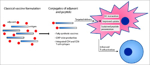 Figure 1. Covalent attachment of adjuvants to long antigenic peptides results in improved immunological efficacy of fully synthetic vaccines. Biological and logistic advantages are indicated, including uptake, the ability to induce dendritic cell (DC) maturation and durability of presentation, all of which impact enhanced T cell activation.