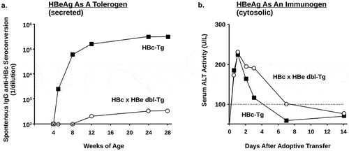 Figure 1. The dual roles of HBeAg. (a). Serum HBeAg inhibits spontaneous IgG anti-HBc Ab production in vivo in a HBc-Tg lineage that is not tolerant to the HBcAg. IgG anti-HBc Ab was measured in the serum of six HBc-Tg and six HBc × HBe double-Tg (dbl-Tg) mice on a genetic background of a HBe/HBcAg-specific, CD4+ TCR-Tg strain. Adapted from Ref. [6]. (b). Liver injury persists longer when the HBcAg and HBeAg are co-expressed in the liver. To mimic the period when HBeAg-specific tolerance is subsiding, activated polyclonal HBc/HBeAg-specific CTL cells were transferred into HBc-Tg or HBc × HBe dbl-Tg mice recipients and serum ALT levels were measured as a marker of liver injury. Adapted from Ref. [33].