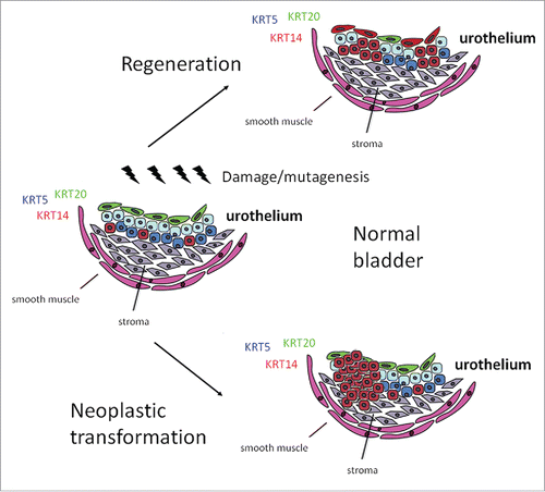 Figure 1. KRT14+ cells residing exclusively in the basal layer are responsible for natural and injury-induced regeneration and are cells of origin in bladder tumorigenesis.