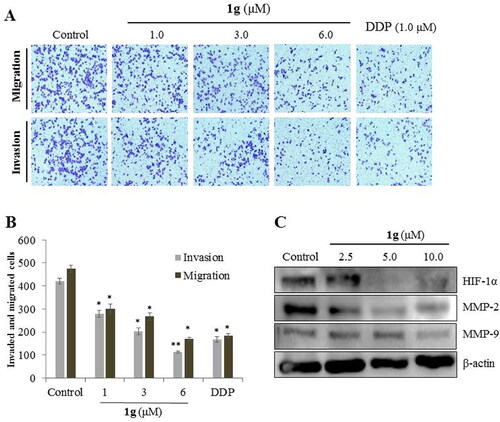 Figure 2. Effects of compound 1g on the migration and invasion of CNE-2Z cells by a transwell assays. (a) CNE-2Z cells were seeded into a transwell chamber and exposed to 1g (1.0, 3.0, and 6.0 μM) for 24 h to evaluate the migration and invasion activities. (b) Quantification analysis presented as the mean ± standard deviation. (c) Western blotting analyses of HIF-1α, MMP-2, and MMP-9 protein levels in CNE-2Z cells treated with various concentrations (2.5, 5.0, and 10.0 μM) of 1g. β-Actin was used as an internal control. *P < 0.05, **P < 0.01compared with the control.