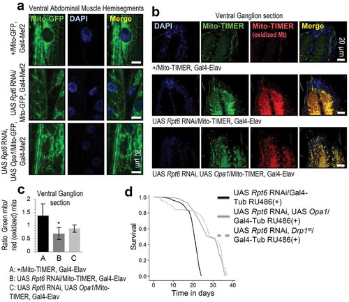 Figure 5. Enhancement of mitochondrial fusion mitigates loss of proteasome function effects on mitochondria. (a) CLSM viewing of Mito-GFP reporter in muscle tissues of shown genotypes. (b, c) CLSM viewing of Mito-GFP and Mito-TIMER reporters (b), along with quantification of green (not oxidized):red (oxidized) Mito-TIMER ratio (c) after targeted expression of the shown transgenes in larvae nervous system. (d) Longevity curves of flies overexpressing the shown transgenes. Statistics of the longevity curves are reported in Table S1. Bars, ± SD; n ≥ 2; *P < 0.05.