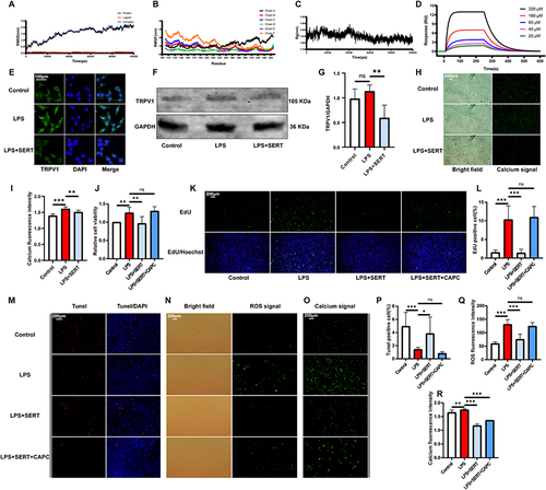 Figure 8 Effect of SERT on TRPV1 channel in RWPE-1 cells. (A–C) MD simulation of SERT-TRPV1 complex (D) SPR assay for the binding capacity of SERT with TRPV1 in vitro (E) immunofluorescence staining of TRPV1 in RWPE-1 cells under different treatments (F) Western blot analysis of expression of TRPV1 in RWPE-1 cells under different treatments (G) quantitative statistics of expression differences of Western blot analysis of TRPV1 (H) intracellular calcium imaging of RWPE-1 cells under different treatments (I) quantitative statistics of intracellular calcium level of RWPE-1 cells under different treatments (J) rescue effect of CAPC on anti-proliferative effect of SERT for LPS-stimulated RWPE-1 cells via CCK-8 assay (K) rescue effect of CAPC on anti-proliferative effect of SERT for LPS-stimulated RWPE-1 cells via EdU assay (L) quantitative analysis of EdU assay (M) rescue effect of CAPC on SERT in promoting apoptosis of LPS-stimulated RWPE-1 cells via Tunel assay (N) rescue effect of CAPC on anti-ROS effect of SERT for LPS-stimulated RWPE-1 cells via fluorescence detection of DCFH-DA probe (O) rescue effect of CAPC on anti-calcium influx effect of SERT for LPS-stimulated RWPE-1 via intracellular calcium imaging (P) quantitative analysis of Tunel assay (Q) quantitative analysis of fluorescence intensity of DCFH-DA probe (R) quantitative statistics of intracellular calcium level of RWPE-1 cells under different treatments. ns: P>0.05, *P<0.05, **P<0.01, ***P<0.001.