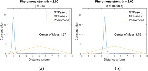Figure 8. Initial profile for rho-GTPase u, rho-GDPase v, and pheromone profile f(x) and pheromone strength α=2: (a) initial profile t = 0s and (b) profile when t=10,000s.