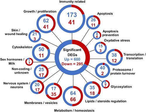 Figure 2 RNA sequencing analysis of differentially expressed genes (DEGs) in the mammary gland infused with lipopolysaccharide for 12 h compared with the gland treated with PBS (n = 5): Classification of DEGs. Genes were divided into 16 categories based on their gene ontology annotation, sequence homology, known pathways, and literature. Each gene was assigned to only one category. Blue and red colors represent up- and downregulated genes, respectively. The assignments are shown in Table S1.