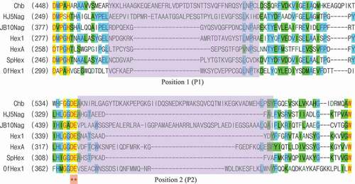 Figure 1. Partial amino acid sequence alignment of GH 20 GlcNAcases.