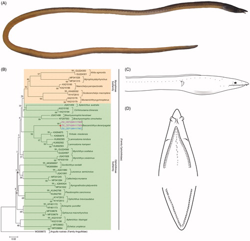 Figure 1. (A) Whole-body specimen of B. deraniyagalai collected from Chilika lagoon. (B) NJ tree of the studied eel species with bootstrap support. A. rostrata of Family Anguillidaeis used as an out-group in the phylogeny. Green and orange bars represent the two known subfamilies of family Ophichthidae. Two morpho-groups of studied B. deraniyagalai were showed by pink and blue voucher ID and accession numbers. (C) Line diagram of B. deraniyagalai. (D) Dental pattern of B. deraniyagalai.