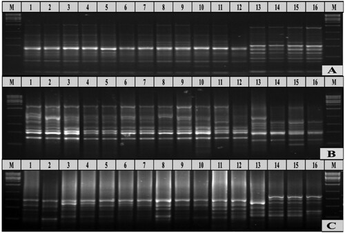 Figure 1. ISSR profiles and PCR patterns of the sixteen alfalfa cultivars using the ISSR Primers; (A) ISSR–1, (B) ISSR–3, (C) ISSR–5, M: 1 kbp DNA ladder (Fermentas, Germany). Lanes 1–16 Represent the alfalfa cultivars.