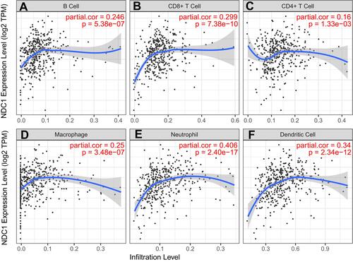 Figure 4 The expression level of NDC1 was correlated with immune cells, B cell (r = 0.246, p = 5.38e-7), CD8+ T cell (r = 0.299, p = 7.38e-10), CD4+ T cell (r = 0.16, p = 1.33e-3), Macrophage (r = 0.406, p = 2.40e-17), Neutrophil (r = 0.406, p = 2.40e-17) and Dendritic cell (r = 0.34, p = 2.34e-12) (A–F).