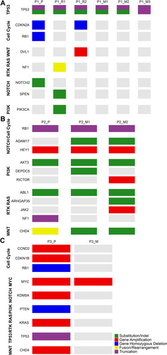 Figure 3 Oncogenic pathways of the three patients. Panel (A–C) show oncogenic pathways where the detected mutations located in patients no.1, patient no.2 and patient no.3, respectively. The heat map indicates the presence of a mutation or its absence (gray) in each sample. The color bars next to the heat map indicate classification of mutations. Green bar indicates substation or indel. Red bar indicates amplification. Blue bar indicates homozygous deletion. Yellow bar indicates fusion or rearrangement. Purple bar indicates truncation mutation. P1_P, P2_P and P3_P indicate the primary tumors of patient no.1, patient no.2 and patient no.3, respectively. P1_R1 and P1_R2 indicate the first and the second local relapses of patient no.1, respectively. P1_M1, P1_M2 and P1_M3 indicate three metachronous lung metastases of patient no.1. P2_M1 and P2_M2 indicate kidney metastasis and iliac fossa metastasis of patient no.2, respectively. P3_M indicates the proximal sartorius metastasis of patient no.3.