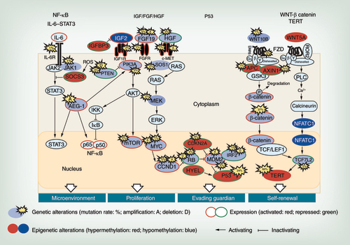 Figure 1. Mutational and epimutational pathway representation in hepatocellular carcinoma.Among genes mentioned in the text, the type of mutations (genetic mutation; purple, aberrant DNA methylation; red and blue) are shown along with their effect on gene expression (red circle; activation, green circle; suppression). Key pathways and cellular processes affected by the alterations are shown. Mutation rate of each gene is shown using the data obtained from exome sequencing analysis of 243 liver tumors [Citation11] and SNP genotyping of 286 liver tumors [Citation55]. We also showed epigenetically altered genes (WNT5A, NFATC and CCND1) identified from DNA methylation analysis of hepatocellular carcinoma patients (n = 379) from TCGA (The Cancer Genome Atlas).