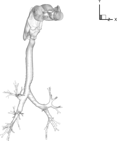 FIG. 1 Realistic airway tree geometry acquired using a Siemens Sensation 64 multi-detector row computed tomography (MDCT) scanner housed at the Iowa Comprehensive Lung Imaging Center at the University of Iowa.