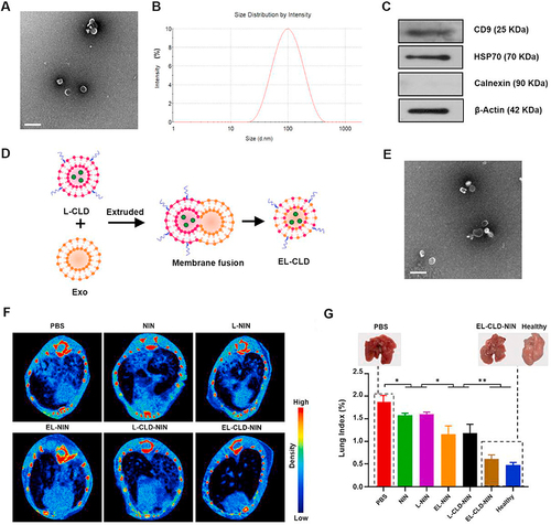 Figure 5 (A) Transmission electron microscopy (TEM) image capturing the morphology of the exosome. (B) Determination of the size and size distribution of L-929 cell-derived exosomes using dynamic light scattering (DLS). (C) Western blot analysis depicting the protein levels of CD9, HSP70, calnexin, and β-actin in the exosomes secreted by L-929 cells. (D) Schematic representation of the procedure employed to produce the EL-CLD hybrid, involving the hybridization of exosomes with L-CLD using membrane extrusion. (E) TEM image illustrating the morphology of the EL-CLD hybrid, showing the successful integration of exosomes with clodronate-loaded liposomes through the described procedure. (F) Micro-CT images depicting the condition of the lung following the respective treatments. (G) Lung Index quantifying pulmonary fibrosis in mice post-treatments, with an inset providing visual comparisons between healthy lungs and those affected by fibrosis at the conclusion of the treatments. The study includes a sample size of n=5. *p<0.05, **p<0.01. Bar: 200 nm. Reproduced from Biomaterials, volume 271, Sun L, Fan M, Huang D, et al. Clodronate-loaded liposomal and fibroblast-derived exosomal hybrid system for enhanced drug delivery to pulmonary fibrosis. 120761, Copyright 2021, with permission from Elsevier.Citation59