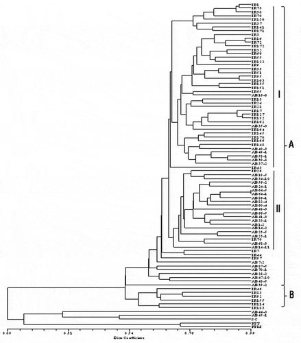 Fig. 2 Dendrogram constructed based on the unweighted pair group method with arithmetic mean (UPGMA) for 83 isolates of Pyrenophora tritici-repentis originating from three different regions (two provinces of Iran and one of Canada) and representing races 1 and 2 of the pathogen. The vertical lines indicate two main clusters A and B and two sub-clusters (I and II) within cluster A. The dendrogram was produced with NTSYSpc ver. 2.02e, based on Dice similarity coefficient. The three isolates at the bottom of the dendrogram represent Sclerotinia sclerotiorum (SC), Pyrenophora teres f. teres (PTT) and P. teres f. maculata (PTM), and were included as outgroups.