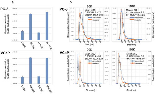 Figure 2. (a) The average particle concentrations (particles/ml in log10 scale) of the 20K and 110K C-EVs and BR-EVs derived from PC-3 and VCaP cell cultures measured with NTA (n = 3). (b) Combined NTA data of size distributions from three isolations of the 20K and 110K C-EVs and BR-EVs derived from PC-3 and VCaP cell cultures. Mean sizes (nm ±SD) of the EVs are indicated in the figure. Statistical analysis of the size distribution data is shown in Supplementary Table 1. Concentration of BR-EVs in primary axis and C-EVs in secondary axis. C-20K is the 20,000 g EV pellet isolated from the conventional flasks, C-110K is the 110,000 g EV pellet from the conventional flasks, BR-20K is the 20,000 g EV pellet from the bioreactor, BR-110K is the 110,000 g EV pellet from the bioreactor.