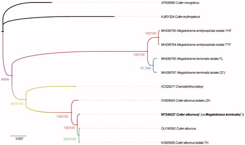 Figure 1. Phylogenetic tree of the hybrid of C. alburnus (♀) × M. terminalis (♂) and 10 species in the genus Megalobrama and Culter inferred by using the maximum-likelihood (ML) method based on the complete mitochondrial genome data. Values shown at each node of the tree correspond to the SH-aLRT test values and ultrafast bootstrap value given in percentages (Hoang et al. Citation2018).