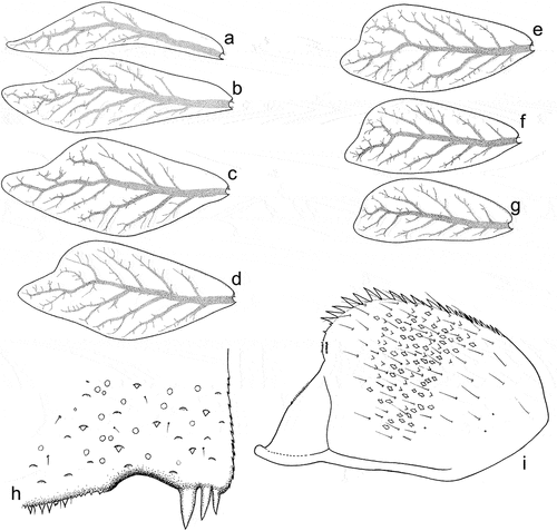 Figure 10. Larvae of Centroptilum volodymyri sp. nov., paratypes. (a) Gill I; (b) gill II; (c) gill III; (d) gill IV; (e) gill V; (f) gill VI; (g) gill VII; (h) posterolateral part of tergum VII; (i) paraproct plate.