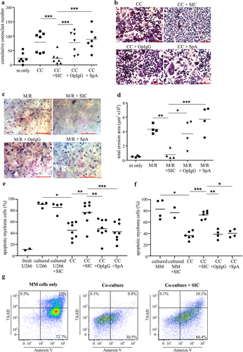 Figure 1. SIC inhibits multiple myeloma induced osteoclastogenesis in vitro and increases myeloma cell apoptosis in co-culture with pre-osteoclasts (a, b) Primary myeloma cells were isolated from bone marrow aspirates of active multiple myeloma (MM) patients using CD138+ magnetic selection. Myeloma cells were co-cultured (CC) with allogeneic CD14+ monocytes (pre-treated with M-CSF and RANKL for 2 days) in the presence or absence of SIC, OpIgG or SpA or with M-CSF only (m only) for 7 days. Cultures were performed in duplicates and cumulative osteoclast numbers from 8 random microscopic fields were determined by TRAP staining (≥ 3 nuclei and positive TRAP staining). (a) Shown are cumulative osteoclast numbers from 7 healthy donors’ monocytes, (one-way ANOVA with Tukey’s posttest). Representative TRAP stainings (b, scale bar: 200 µm) show marked reduction in MM cell induced osteoclastogenesis after SIC treatment. (c, d) CD14+ monocytes were cultured for 16 days with M-CSF and RANKL (M/R) on bone slices in the presence or absence of SIC, OpIgG or SpA or with M-CSF only (m only). Cultures were performed in triplicate, and the erosive potential was determined by lectin staining. (d) Analysis of total erosion area of 4 independent experiments shows significant reduction in osteoclast function after treatment with SIC (one-way ANOVA with Tukey’s posttest). Representative images of lectin staining are shown (c, scale bar: 500 µm). (e-g) Human U266B1 myeloma cells (e) or primary myeloma cells from active MM patients (f) were co-cultured (CC) with CD14+ monocytes (pre-treated with M-CSF and RANKL for 2 days) in the presence or absence of SIC, OpIgG or SpA. Myeloma cells were either analyzed directly (“fresh”), grown alone for 7 or 3 days (“cultured”) or in co-culture with pre-osteoclasts (“CC”). Myeloma cells were removed from the co-culture after 7 (e) or 3 days (f, g) and the percentage of apoptosis (Annexin V & 7AAD double positive in FACS) was analyzed. While co-culture with pre-osteoclasts had a positive effect on myeloma cell survival, the presence of SIC in the co-cultures significantly increased myeloma cell apoptosis (mixed effects analysis). (g) Representative FACS plots of primary MM cell apoptosis shown. *, p < .05; **, p < .01; ***, p < .001.