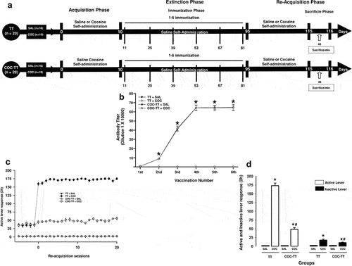 Figure 1. Experiment timeline (a). Antibody titer responses (to the sixth boost) in rats immunized with the TT or COC-TT vaccine (b). Serum samples were collected 14 days after each immunization. Mean titers (± S.E.M.). *p < .01 significant effects of the antibody titers generated by the COC-TT vaccine to the 6th booster compared to the antibody titers generated by the TT vaccine in wistar rats. The COC-TT vaccine reduces cocaine self-administration. Total cocaine seeking during re-acquisition (c). Mean responses on the active and inactive lever during the re-acquisition period (d). *p < .01 significant effects on the active and inactive lever responses in the TT + COC and COC-TT + COC groups compared to saline-treated groups. #p < .01 significant effects on the active and inactive lever responses in the TT + COC group compared to the COC-TT + COC group. As determined by two-way ANOVA followed by Tukey’s tests.