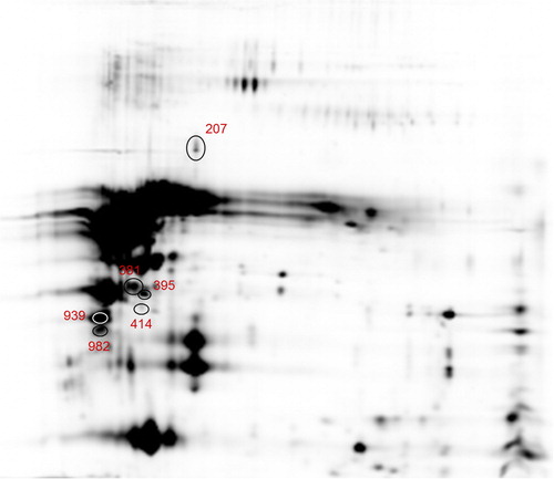 Figure 3. Differential abundant protein spots identified by LC-MS/MS in F1M1 vs F2M1 milk samples comparison (207 = β-lactoglobulin, 381, 395 and 414 = κ-casein; 939 = β-casein; 982 = αS1-casein). LC-MS/MS: liquid chromatography/mass spectrometry. For a full definition of milk samples, see “Sample collection and processing”.