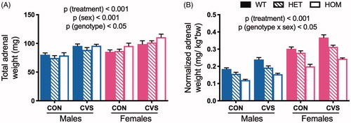 Figure 2. Chronic variable stress induced adrenal hypertrophy independent of genotype. Adrenals were collected and weighed after 31 days of chronic variable stress (CVS) as an indirect measure of HPA tone. Rats exposed to CVS exhibited increased total adrenal weight compared to unstressed littermate controls (CON) (A), and female adrenals were heavier than males’. When adjusted for body weight (B), MC4R loss-of-function was associated with decreased relative adrenal weight in a dose-dependent manner, likely as a simple consequence of MC4R-dependent changes in body weight (see Figure 4(C)). WT: wild type; HET: heterozygous mutant; HOM: homozygous mutant. Data presented as mean ± S.E.M., 3-way ANOVA, n = 4-9/sex/genotype/treatment.