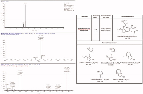 Figure 5. Accurate mass extracted ion chromatogram, positive ion full scan, and product ion spectra with a summary of theoretical accurate mass values, characteristic fragment ions, and proposed assignments for the metabolite P1 / U1.