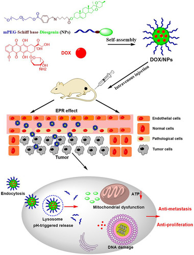 Scheme 1 After intravenous injection, self-assembly DOX/NPs were taken up by cells via endocytosis, and DOX/NPs released DOX and diosgenin to synergistically enhance anti-metastasis and anti-proliferation by triggering mitochondrial dysfunction.