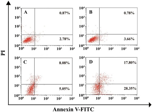 Figure 12 The cell apoptosis analysis of HeLa cells after the treatment with different samples through flow cytometry: (A) control; (B) RNase A; (C) PEI25K; and (D) RGP nanoparticles.