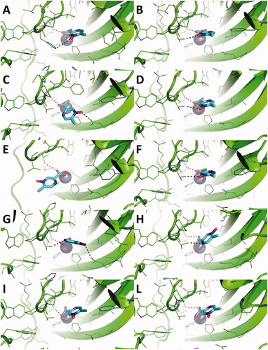 Figure 2. Predicted binding mode of acipimox against the crystallographic structure of hCAs in which the Zn(II)-bound water molecule was not considered in docking simulations. A) hCA I; B) hCA II; C) hCA III; D) hCA IV; E) hCA VI; F) hCA VII; G) hCA IX; H) hCA XII; I) hCA XIII; L) hCA XIV. hCAs are shown as green cartoon, residues within 5 Å from acipimox are shown as green lines. Acipimox is shown as cyan sticks, the catalytic Zn(II) ion as a grey sphere. Polar interactions are highlighted by black dashed lines.