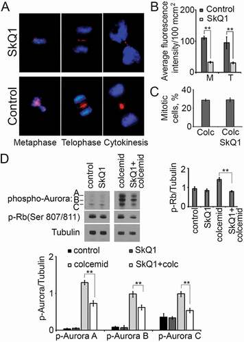 Figure 6. SkQ1 influenced the distribution and activation of Aurora family kinases and Rb in НТ1080 cells. A. Aurora B distribution in the mitotic HT1080 cells after SkQ1 (40 nM, 24 h) treatment; blue – DNA, red – Aurora B; immunofluorescence microscopy. B. Measurements of Aurora B fluorescence intensity in the mitotic НТ1080 cells (М – Metaphase, Т – Telophase/Cytokinesis), SkQ1 (40 nM, 24 h), average fluorescence intensity/100 µm2 ± SEM. C. SkQ1 (40 nM, 24 h) didn’t induce changes in mitotic cells number in HT1080 cells after colcemide (0.02 µg/ml, 24 h) treatment. D. Phospho-Auroras A, B, C and phospho-Rb (Ser807/811) in НТ1080 after colcemide (0.02 µg/ml, 24 h) and SkQ1 (100 nM, 24 h) treatment.