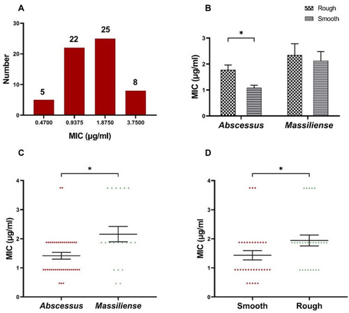 Figure 1 The MIC of CCCP against 60 clinical M. abscessus isolates. (A) The MIC distribution of the M. abscessus isolates. (B) The MICs of CCCP in rough morphotype and smooth morphotype. (C) The MIC distribution of the isolates of M. abscessus subspecies abscessus and M. abscessus subspecies massiliense. (D) The MIC distribution of the isolates with smooth morphotype or rough morphotype. Error bars represent the standard errors of the data points. *P < 0.05.