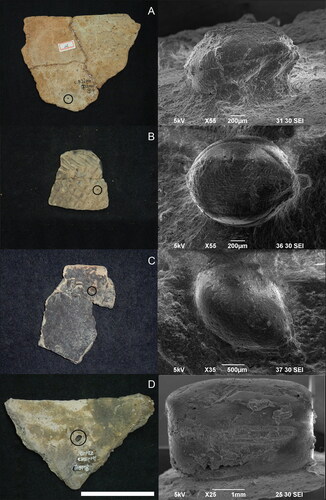 Figure 6. Millet impressions on Early Neolithic pottery recovered from Bibongri (BBR, 6A to 6D). All Bibongri potsherds were collected from Shell Layer 1 except for ‘A’ from House no. 2. Circles on potsherds indicate where each grain was detected. Scale = 5 cm for A, B, and C and 10 cm for D. (A) Foxtail millet impressions on rim sherd, BBR 0001; (B) foxtail millet impression on body sherd, BBR 0017; (C) Broomcorn millet impression on rim sherd, BBR 0018; (D) Azuki impression on rim sherd, BBR 0002.