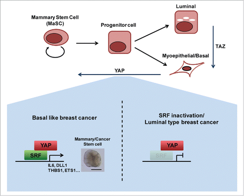 Figure 1. SRF and IL6 are essential for YAP induction of MaSC-like properties in basal-like breast cancer. TAZ is involved in lineage switching from luminal to basal/myoepithelial cell type. YAP is involved in endowing mammary stem cell properties. YAP mediates this function by binding SRF to induce the expression of mammary stem cell signature genes specifically in basal-like breast cancer, but not in luminal-type breast cancer.