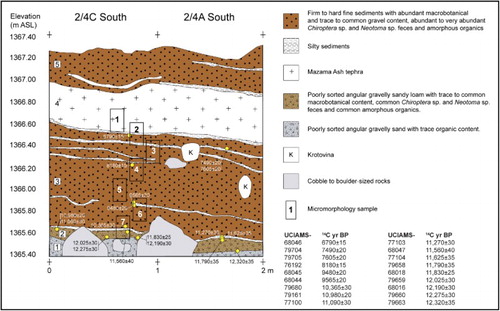 Figure 1 Profile from Cave 2 of the Paisley Caves, Unit 2/4C, showing location of pilot study micromorphology blocks (adapted from Jenkins et al. Citation2012).