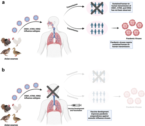 Figure 2. (a) H5N1, H7N9, and H9N2 influenza subtypes from avian sources can infect humans and cause disease. Sustained human-to-human transmission of these subtypes has not been observed but is required to the emergence of pandemic viruses which could further spread within the human population. (b) vaccine development and vaccination of humans can prevent infections and the generation of pandemic viruses, improving pandemic preparedness and management against avian influenza viruses. This figure was created with BioRender.com.